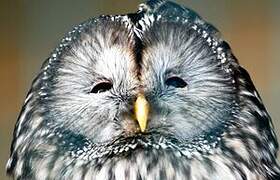 Ural Owl