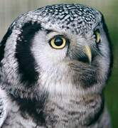 Northern Hawk-Owl