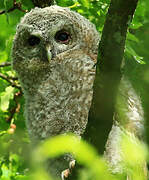 Tawny Owl