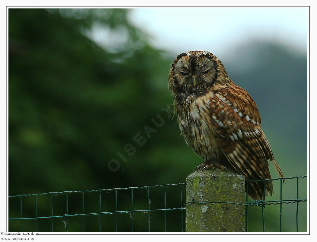 Tawny Owladult, identification