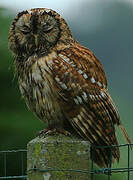 Tawny Owl