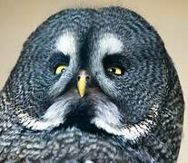 Great Grey Owl