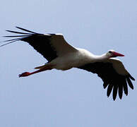 White Stork