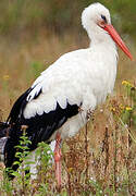 White Stork