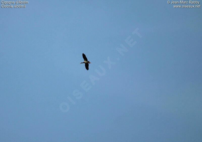 Abdim's Stork, Flight
