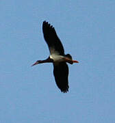 Abdim's Stork