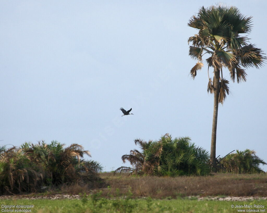 Woolly-necked Stork, Flight