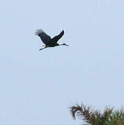 Woolly-necked Stork