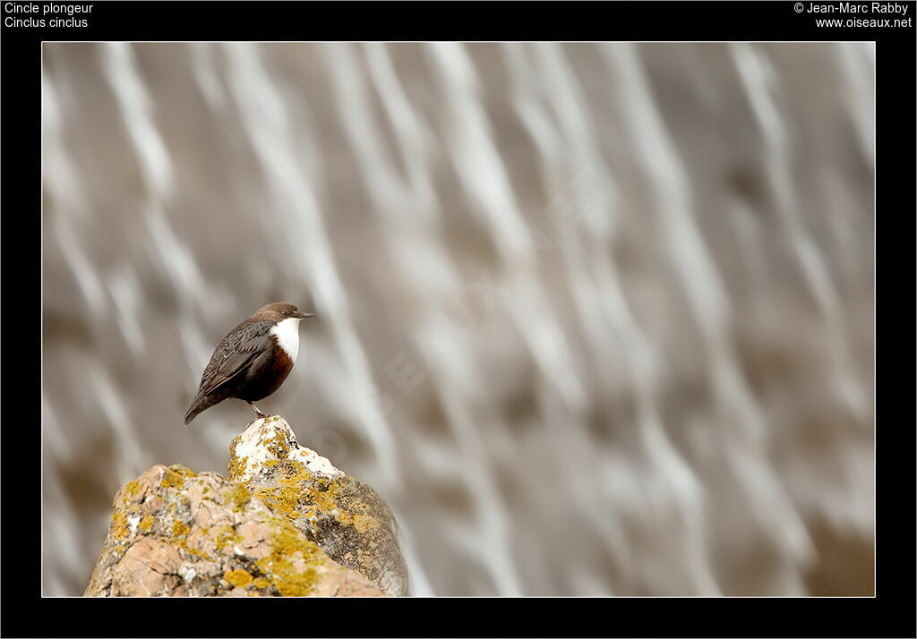 Cincle plongeur, identification