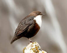 White-throated Dipper