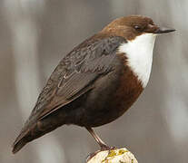 White-throated Dipper