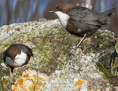 White-throated Dipper