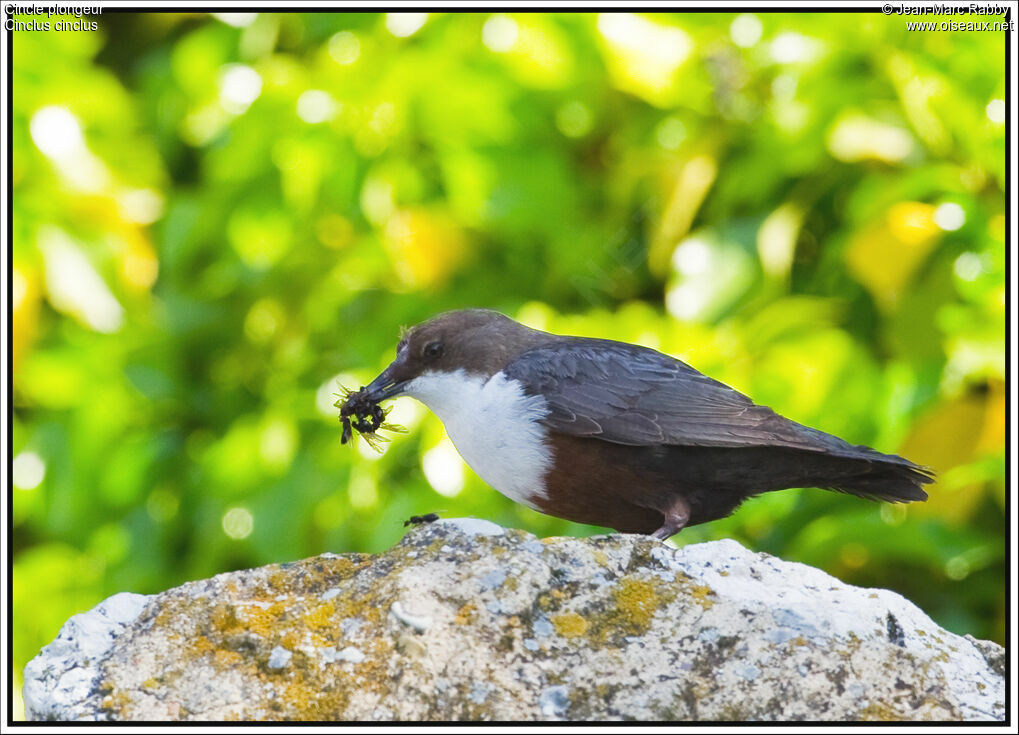 Cincle plongeur, identification