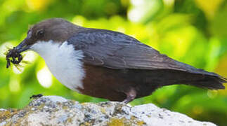 White-throated Dipper