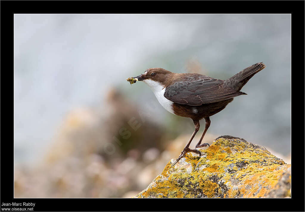 White-throated Dipper male adult, feeding habits