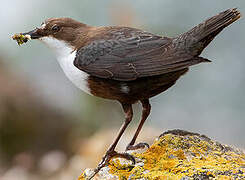 White-throated Dipper