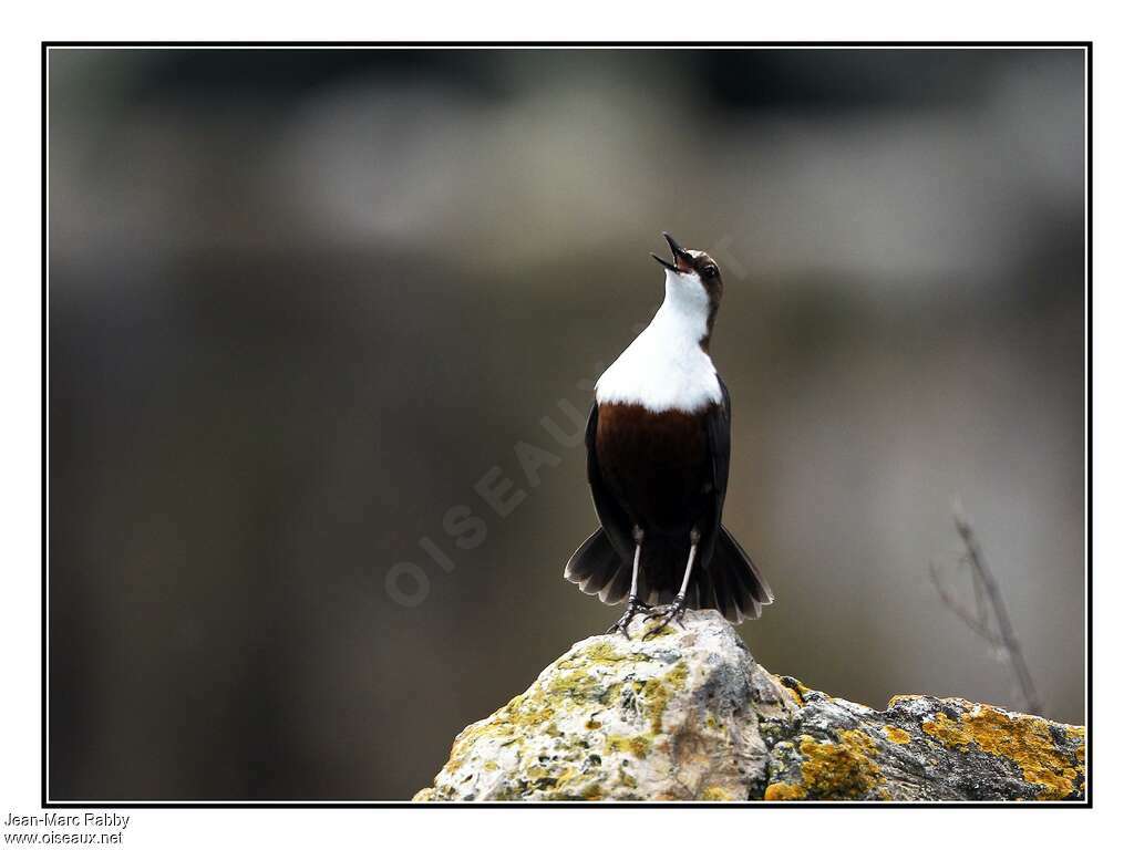 White-throated Dipper male adult, courting display, song