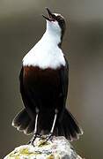 White-throated Dipper