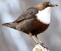 White-throated Dipper