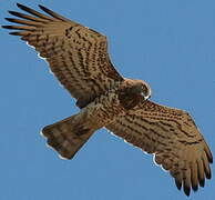 Short-toed Snake Eagle