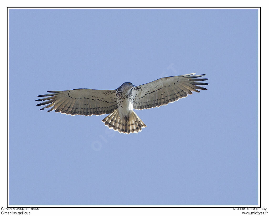 Short-toed Snake Eagle, identification