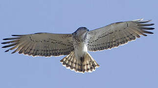 Short-toed Snake Eagle