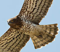 Short-toed Snake Eagle