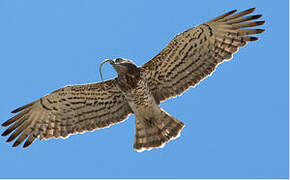 Short-toed Snake Eagle