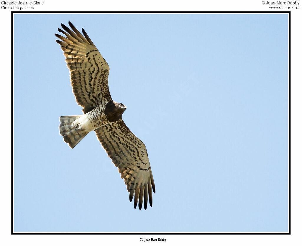 Short-toed Snake Eagle, Flight