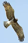 Short-toed Snake Eagle