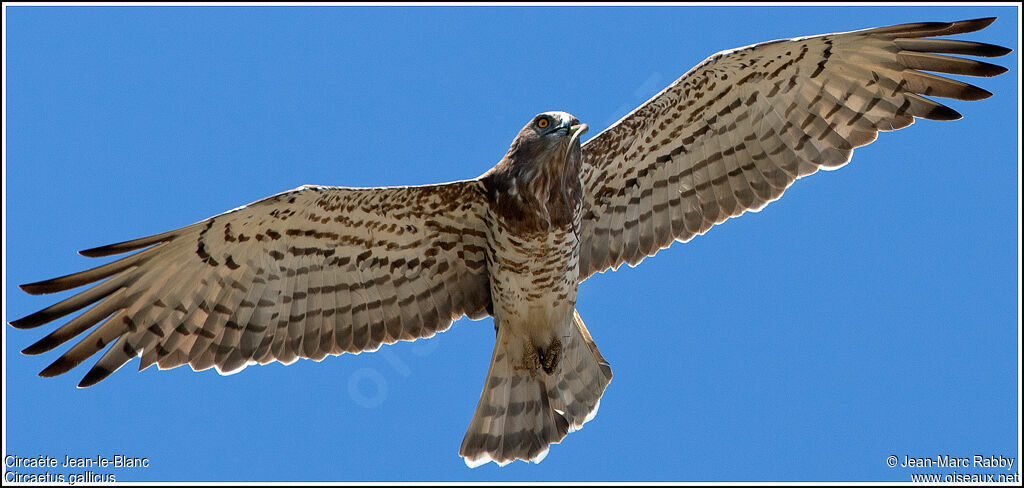 Short-toed Snake Eagle, identification, Behaviour