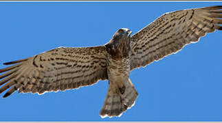 Short-toed Snake Eagle