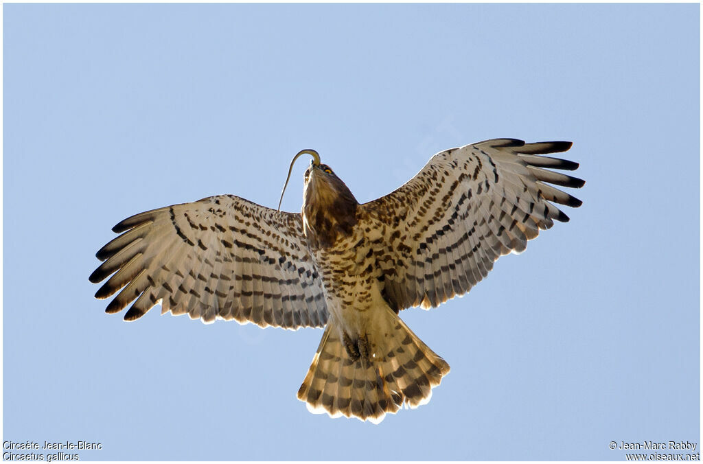 Short-toed Snake Eagle, identification, Behaviour