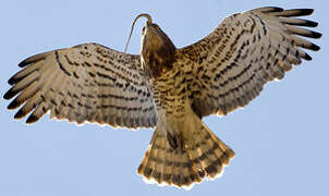 Short-toed Snake Eagle