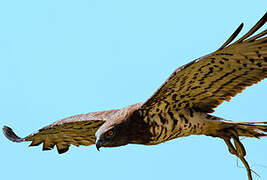 Short-toed Snake Eagle