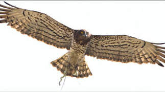 Short-toed Snake Eagle