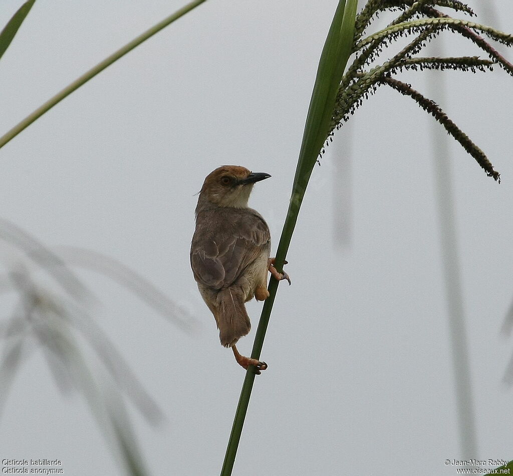 Chattering Cisticola