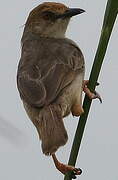 Chattering Cisticola