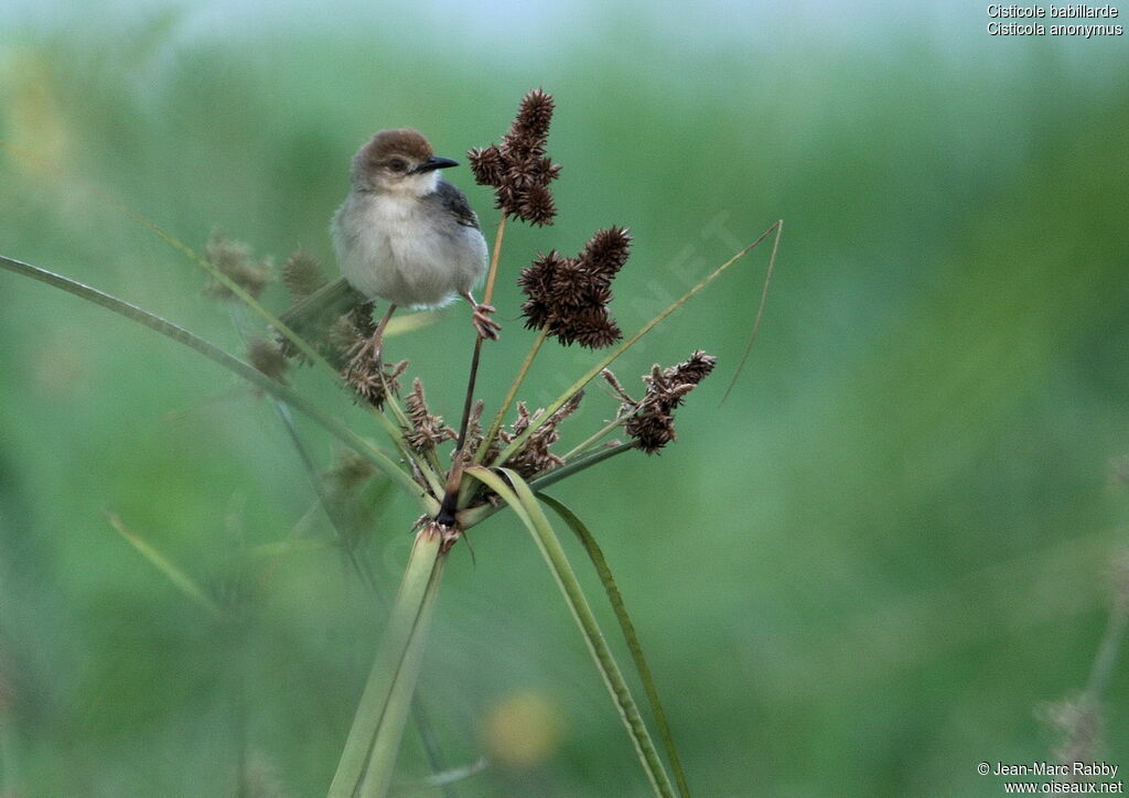 Chattering Cisticola