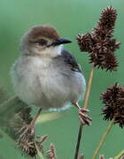 Chattering Cisticola