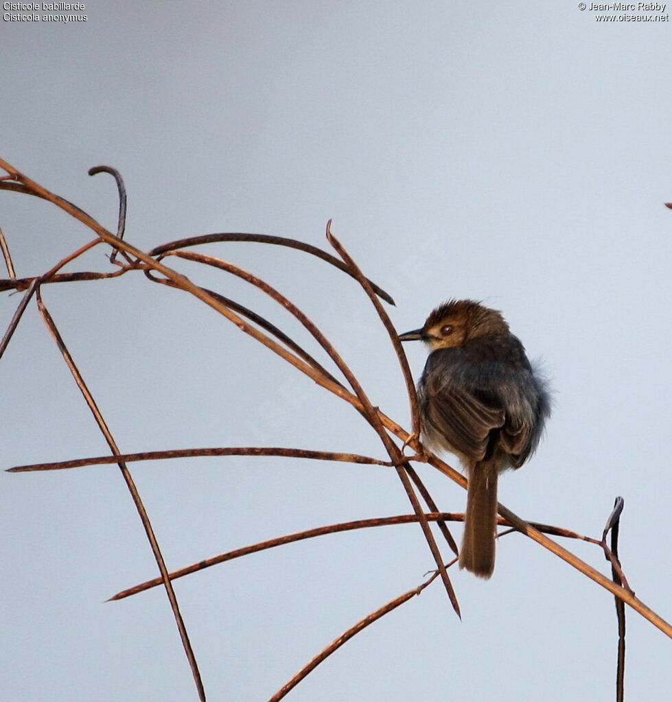 Chattering Cisticola