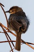 Chattering Cisticola