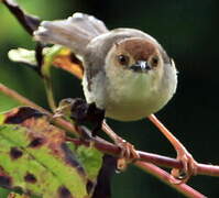 Chattering Cisticola