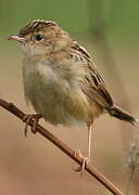 Zitting Cisticola