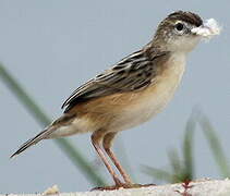 Zitting Cisticola