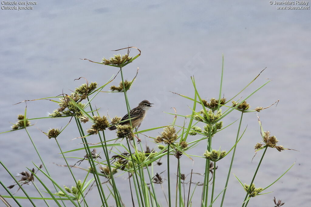 Zitting Cisticola