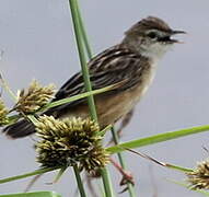 Zitting Cisticola