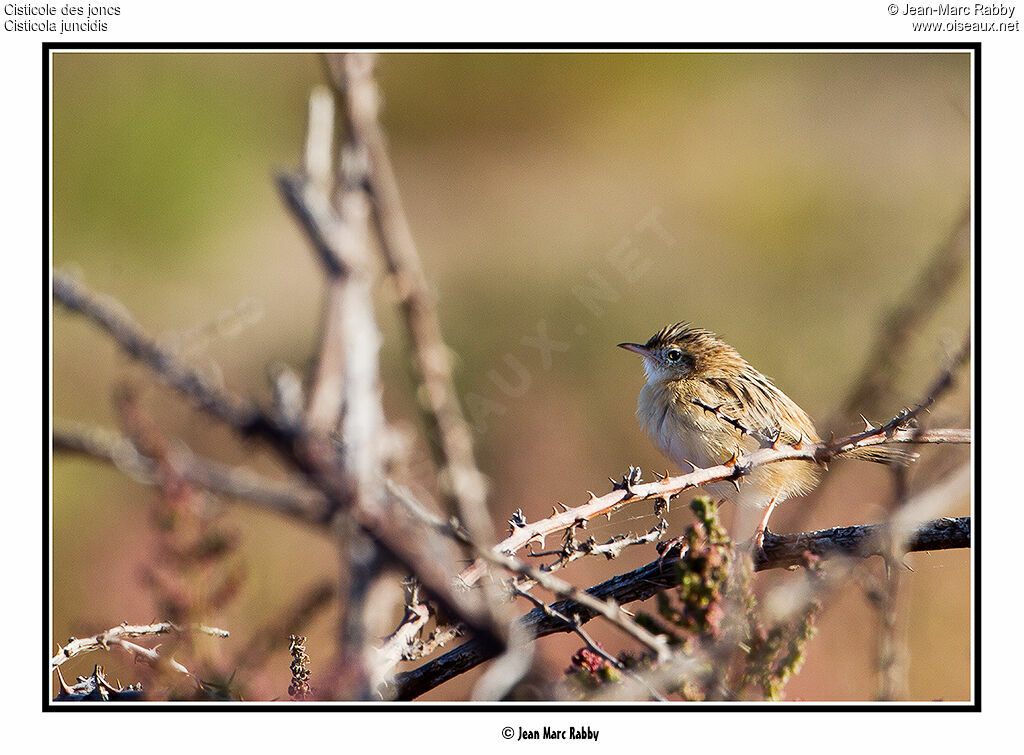 Zitting Cisticola, identification