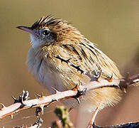 Zitting Cisticola