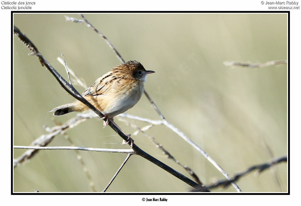 Zitting Cisticola, identification